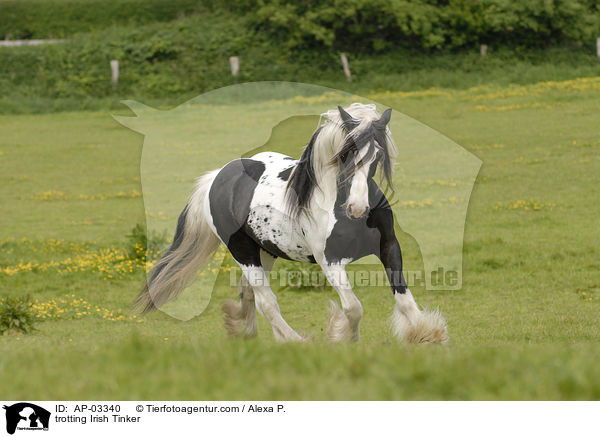 trabender Irish Tinker / trotting Irish Tinker / AP-03340
