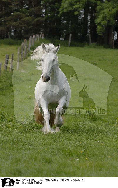 running Irish Tinker / AP-03365