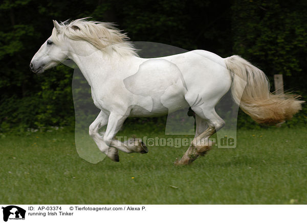 running Irish Tinker / AP-03374