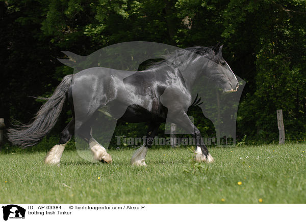 trabender Irish Tinker / trotting Irish Tinker / AP-03384
