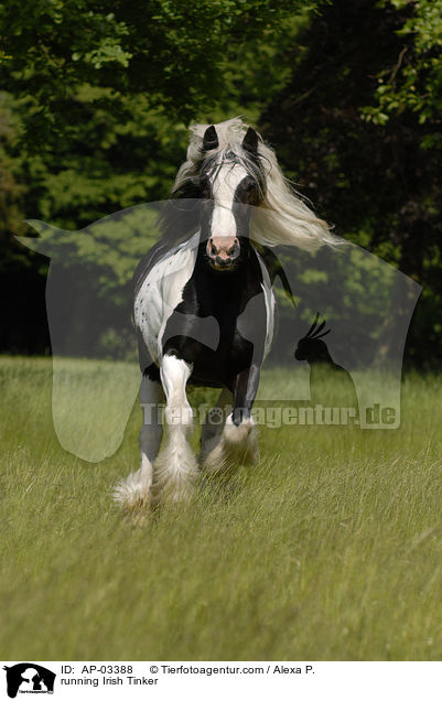 rennender Irish Tinker / running Irish Tinker / AP-03388