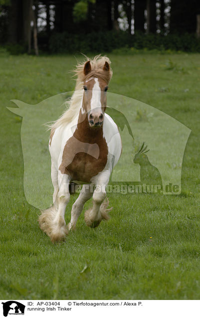 running Irish Tinker / AP-03404