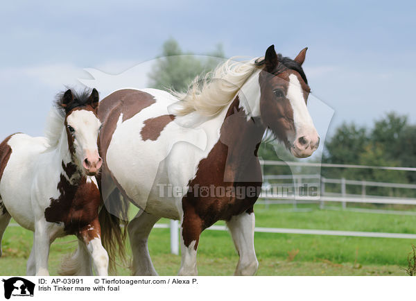 Irish Tinker Stute mit Fohlen / Irish Tinker mare with foal / AP-03991