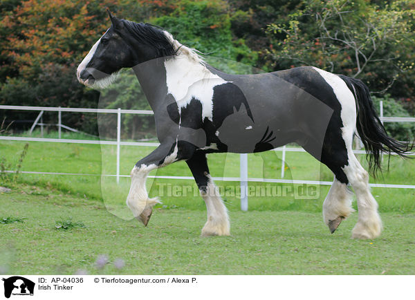 Irish Tinker / AP-04036