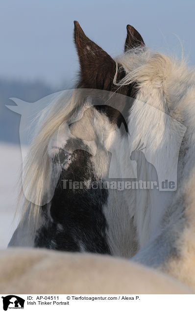 Irish Tinker Portrait / AP-04511