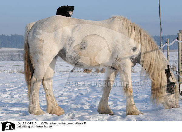 cat sitting on tinker horse / AP-04515