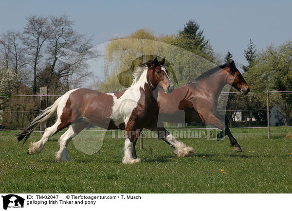 galloping Irish Tinker and pony / TM-02047
