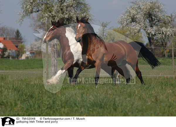 galloping Irish Tinker and pony / TM-02048