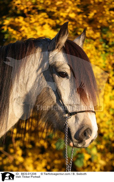 Irish Tinker Portrait / BES-01206