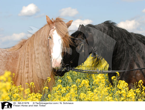 Frisian Horse and Irish Tinker / NS-01976