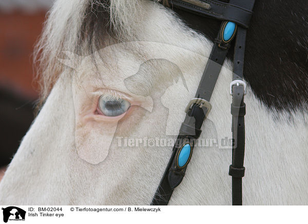 Irish Tinker eye / BM-02044