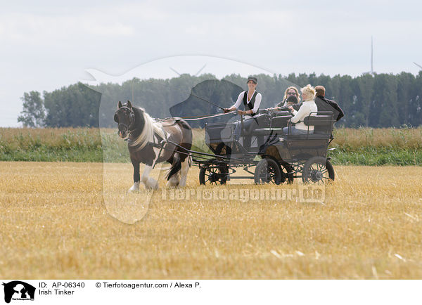 Irish Tinker vor Kutsche / Irish Tinker / AP-06340