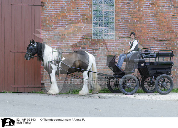 Irish Tinker vor Kutsche / Irish Tinker / AP-06343