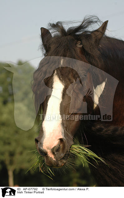 Irish Tinker Portrait / Irish Tinker Portrait / AP-07792