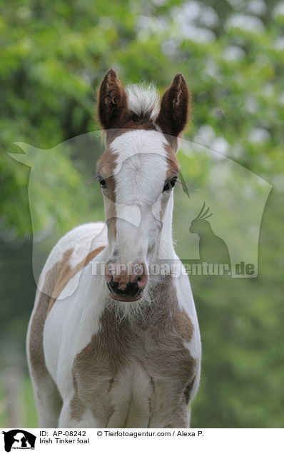 Irish Tinker foal / AP-08242