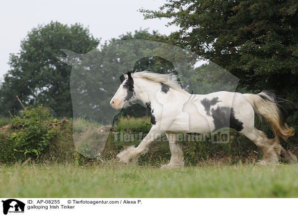 galoppierender Irish Tinker / galloping Irish Tinker / AP-08255