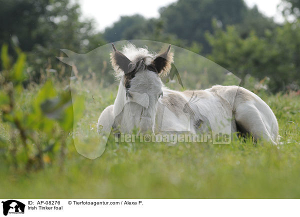 Irish Tinker foal / AP-08276
