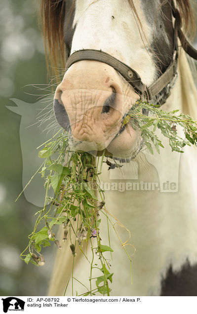eating Irish Tinker / AP-08792