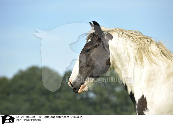 Irish Tinker Portrait / Irish Tinker Portrait / AP-08829
