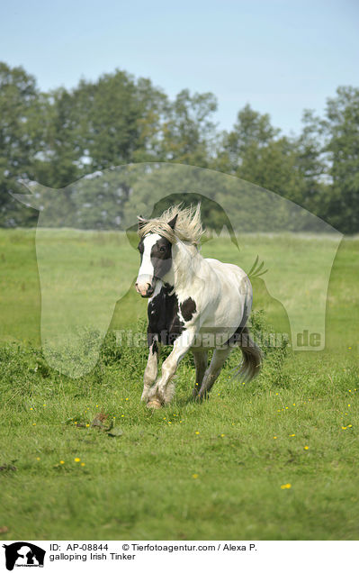 galoppierender Irish Tinker / galloping Irish Tinker / AP-08844