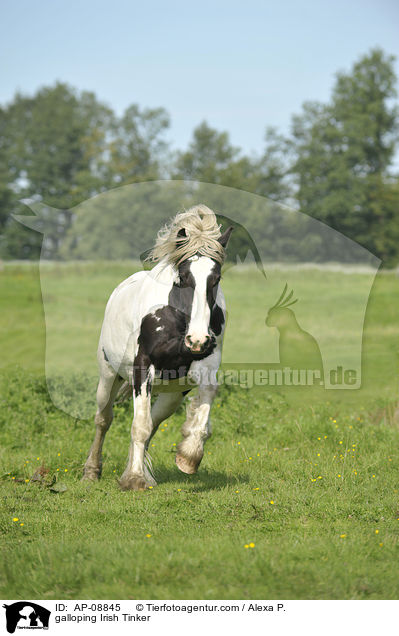 galoppierender Irish Tinker / galloping Irish Tinker / AP-08845