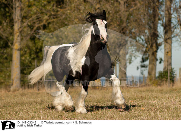 trabender Irish Tinker / trotting Irish Tinker / NS-03342