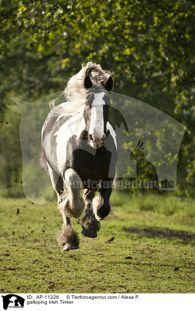 galoppierender Irish Tinker / galloping Irish Tinker / AP-11226