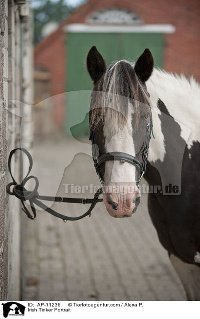 Irish Tinker Portrait / Irish Tinker Portrait / AP-11236