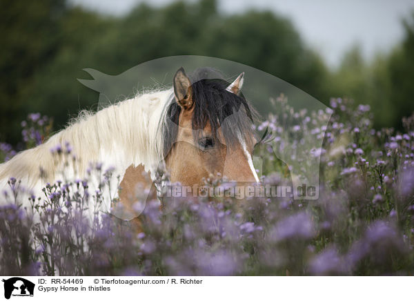 Irish Tinker in Disteln / Gypsy Horse in thistles / RR-54469