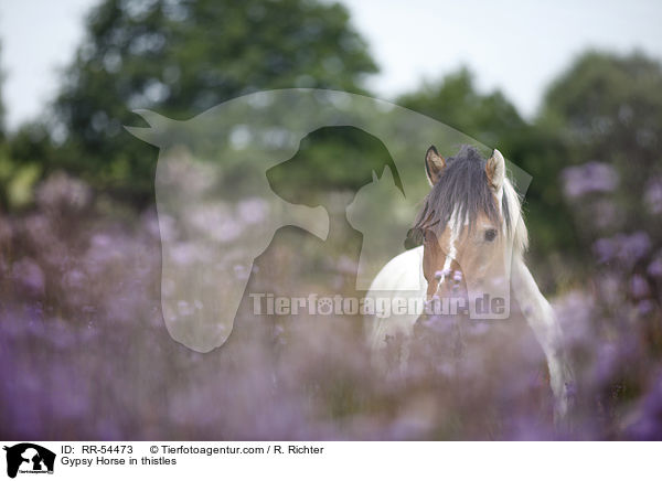 Irish Tinker in Disteln / Gypsy Horse in thistles / RR-54473