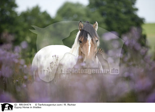 Irish Tinker in Disteln / Gypsy Horse in thistles / RR-54474