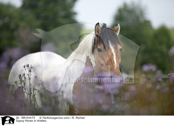 Irish Tinker in Disteln / Gypsy Horse in thistles / RR-54475