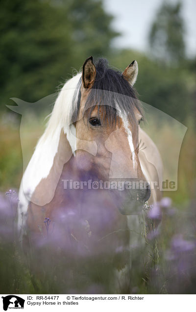 Irish Tinker in Disteln / Gypsy Horse in thistles / RR-54477
