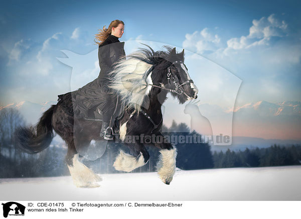 Frau reitet Irish Tinker / woman rides Irish Tinker / CDE-01475