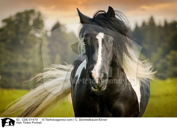 Irish Tinker Portrait / CDE-01479