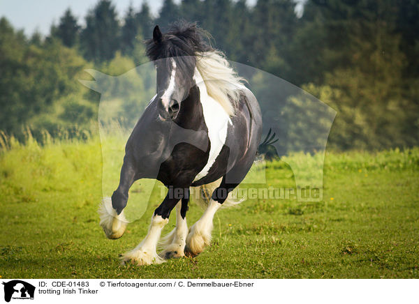 trabender Irish Tinker / trotting Irish Tinker / CDE-01483