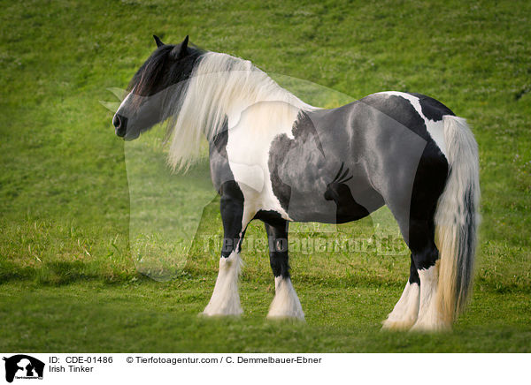 Irish Tinker / Irish Tinker / CDE-01486