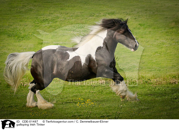 galloping Irish Tinker / CDE-01487