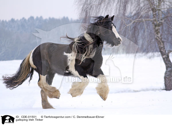 galloping Irish Tinker / CDE-01501
