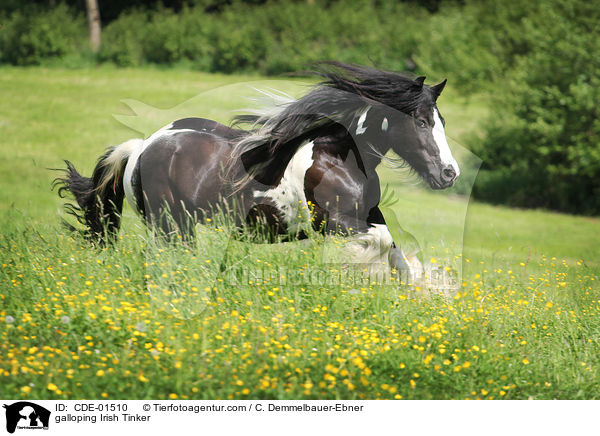 galloping Irish Tinker / CDE-01510