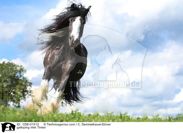 galloping Irish Tinker / CDE-01512