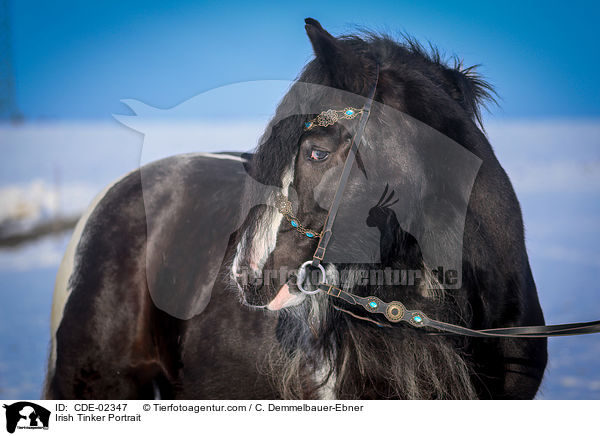 Irish Tinker Portrait / Irish Tinker Portrait / CDE-02347