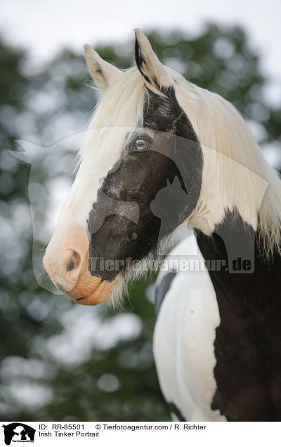 Irish Tinker Portrait / RR-85501