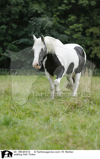 walking Irish Tinker / RR-85510