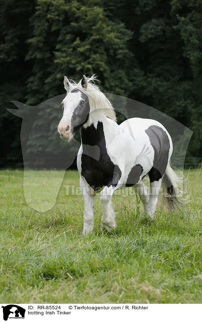 trabender Irish Tinker / trotting Irish Tinker / RR-85524