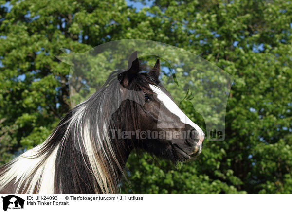 Irish Tinker Portrait / Irish Tinker Portrait / JH-24093