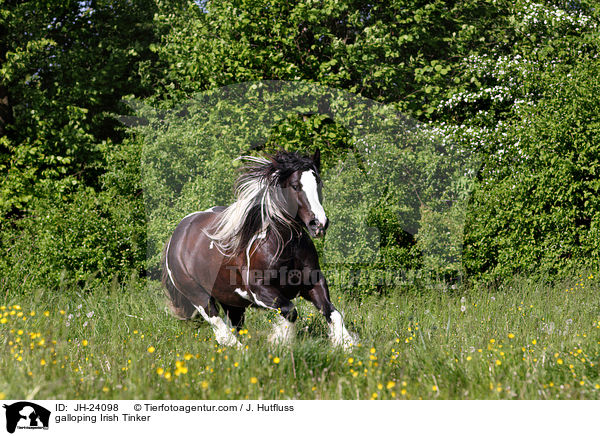 galoppierender Irish Tinker / galloping Irish Tinker / JH-24098