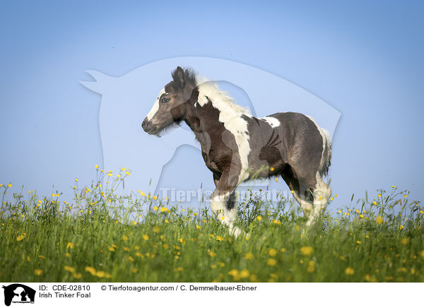 Irish Tinker Fohlen / Irish Tinker Foal / CDE-02810