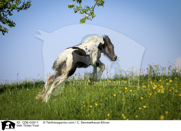 Irish Tinker Fohlen / Irish Tinker Foal / CDE-02811