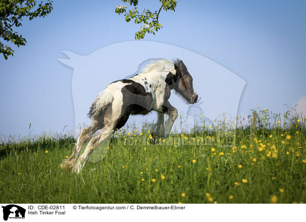 Irish Tinker Foal / CDE-02811